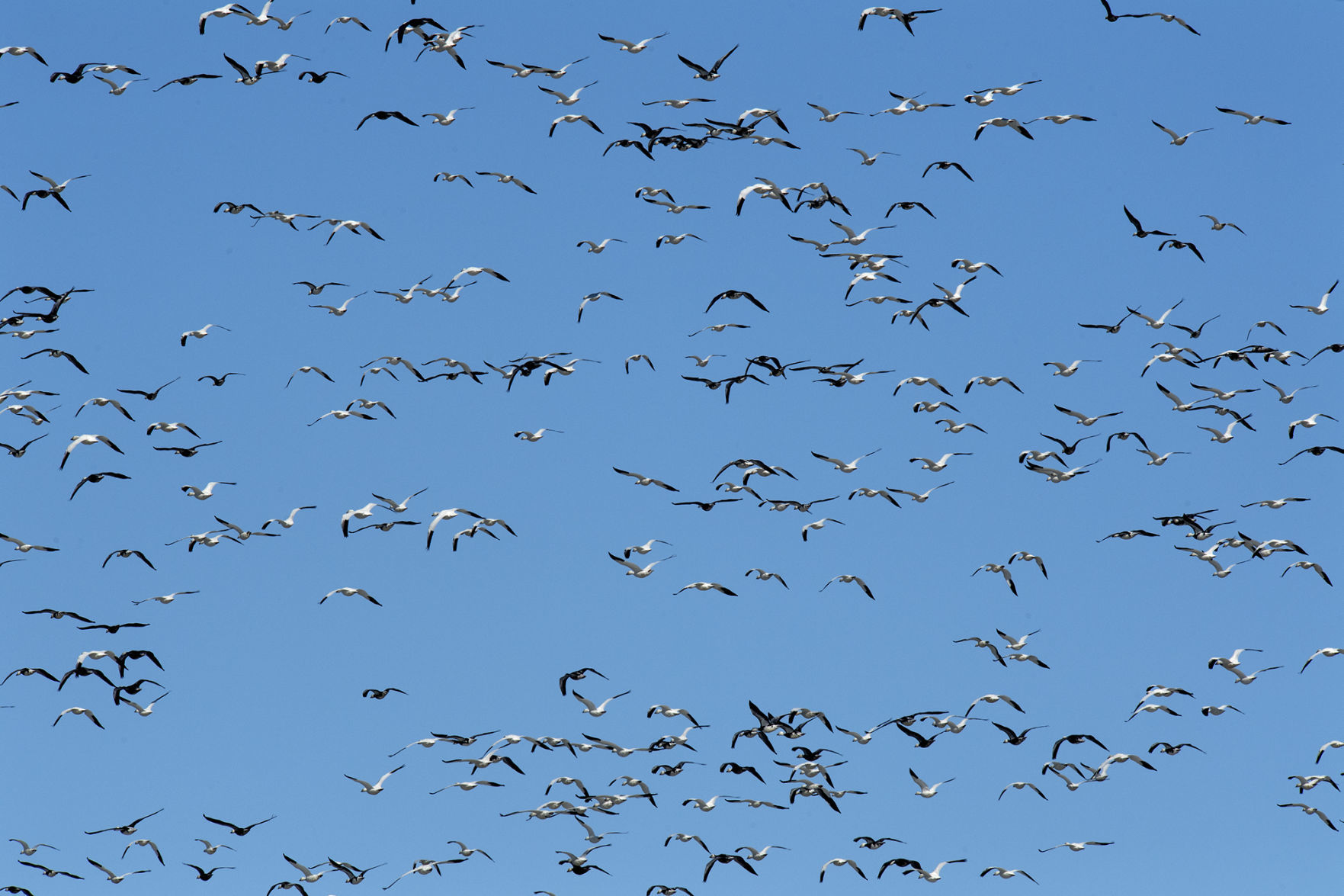 Birds at Branched Oak Lake